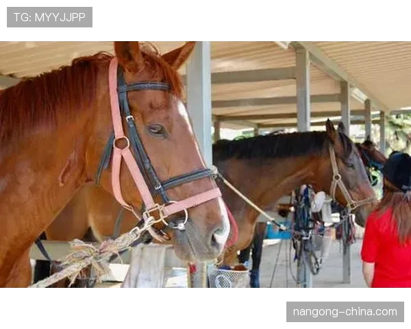 富里睡醒发现自家马场又多两匹新马，账单比对手血条还厚